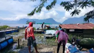 Cuaca Ekstrem Picu Kematian 1.428 Ton Ikan di Danau Maninjau, Kerugian Capai Rp 32 Miliar
