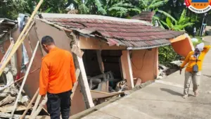 Hujan Deras Bogor: Pohon Beringin Tumbang Timpa Jalan, Rumah Warga Ambruk, Satu Luka