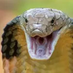 Duel Maut King Kobra dan Sanca di Tasikmalaya, Warga Tak Berani Mendekat Hingga Damkar Turun Tangan