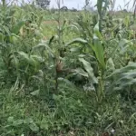 Polisi Bantah Isu Gagal Panen Jagung di Tigaraksa, Panen Dimulai Januari