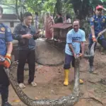 Geger di Depok: Ular Sanca 4 Meter Mangsa Bebek Ternak Warga