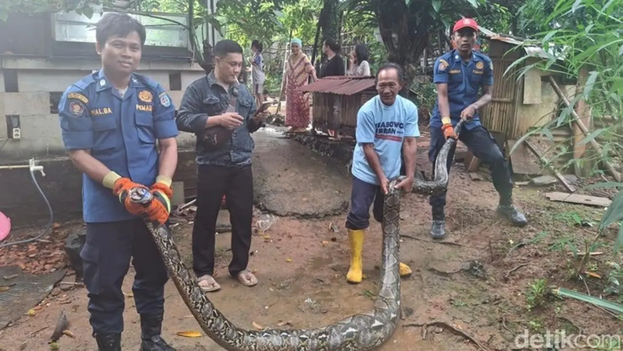 Geger di Depok: Ular Sanca 4 Meter Mangsa Bebek Ternak Warga
