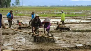 Guru Besar UGM Puji Kementan: Swasembada Beras Tercapai Lebih Cepat dari Target Presiden