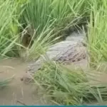 Buaya Besar Diduga Peliharaan Lepas ke Sawah Bekasi, Evakuasi Berlangsung 2 Jam