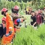 Evakuasi Buaya Jumbo di Sawah Bekasi Berlangsung Dramatis, Tali Sempat Putus