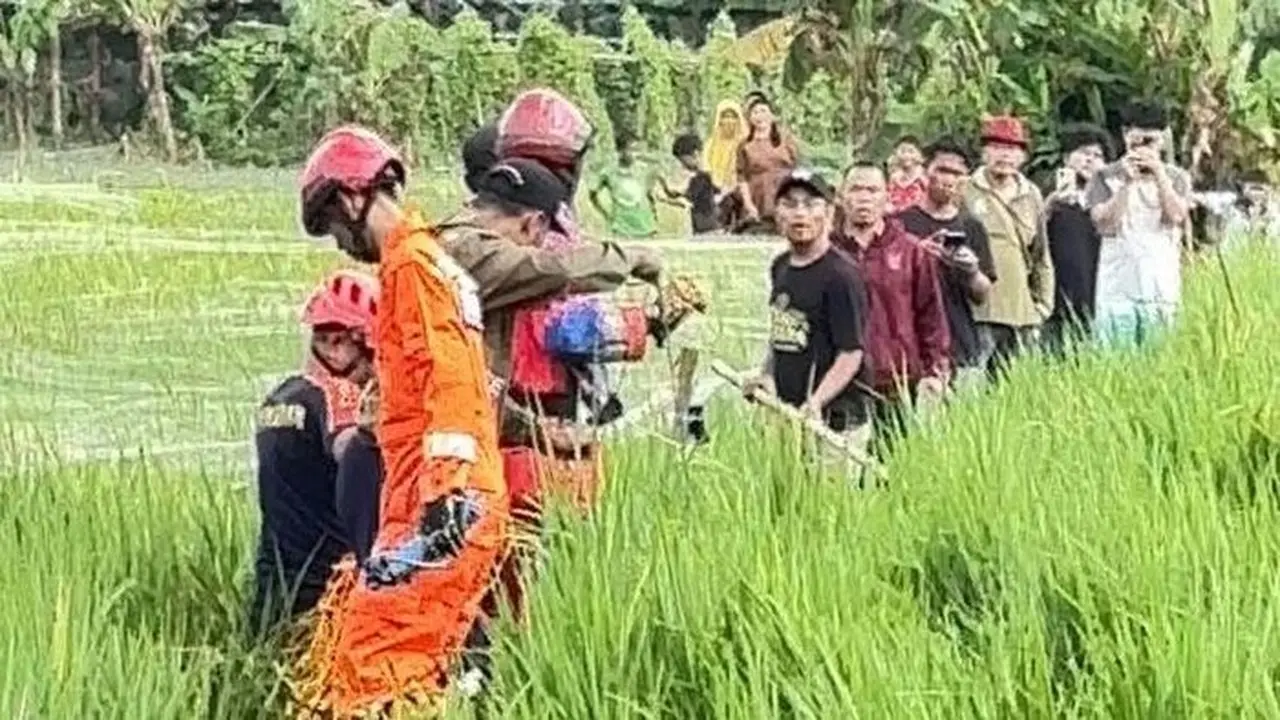 Evakuasi Buaya Jumbo di Sawah Bekasi Berlangsung Dramatis, Tali Sempat Putus