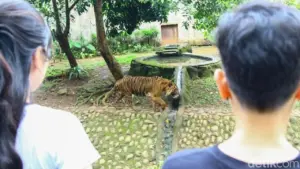 Kisah Fahmi, Zookeeper Harimau Ragunan: Bonding dan Kewaspadaan dalam Merawat Satwa Buas