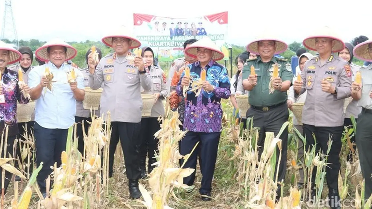 Panen Raya Jagung 2 Ton di Tigaraksa, Kolaborasi Polresta dan Pemkab Tangerang Panen Raya Jagung 2 Ton di Tigaraksa, Kolaborasi Polresta dan Pemkab Tangerang