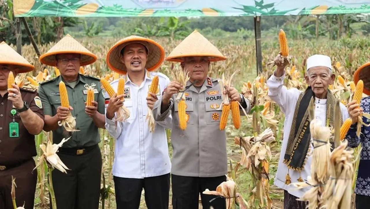 Polda Banten Gelar Panen Raya Jagung Dukung Swasembada Pangan Nasional Polda Banten Gelar Panen Raya Jagung Dukung Swasembada Pangan Nasional