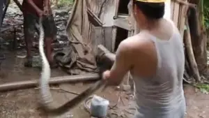 Ular Sanca 5 Meter Gegerkan Lebak, Mangsa Dua Ekor Ayam di Kandang Warga