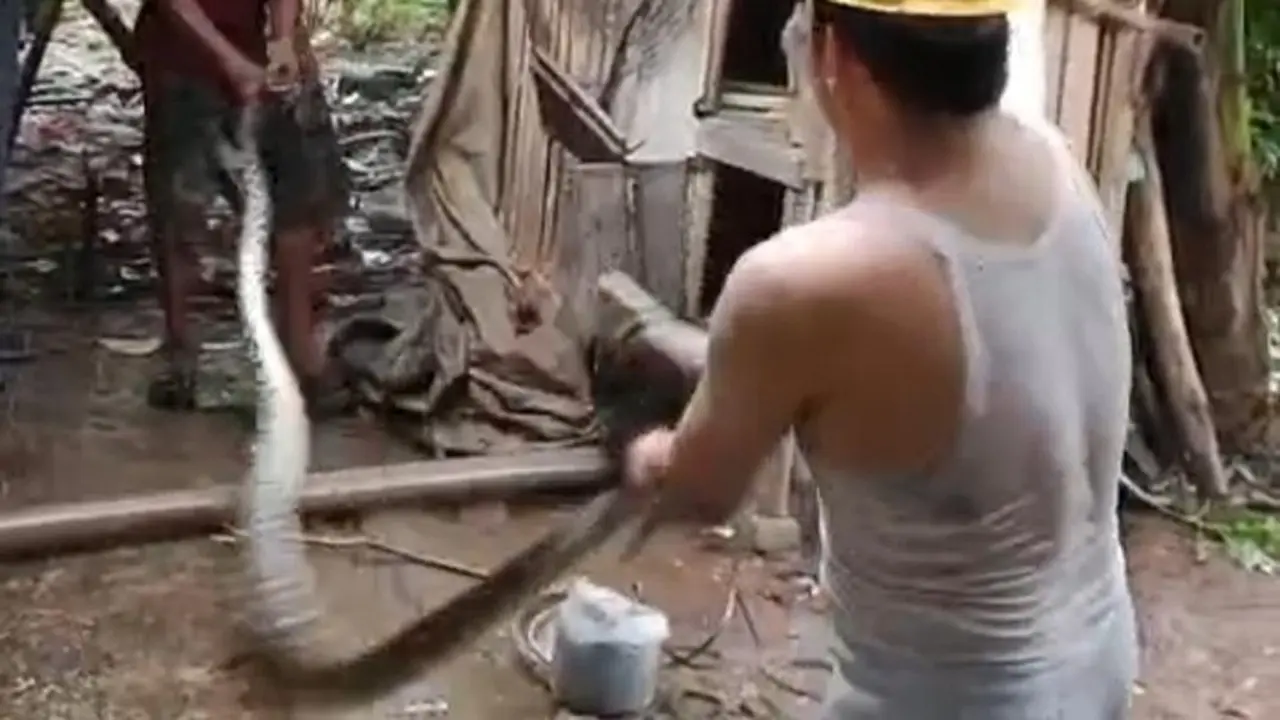 Ular Sanca 5 Meter Gegerkan Lebak, Mangsa Dua Ekor Ayam di Kandang Warga Ular Sanca 5 Meter Gegerkan Lebak, Mangsa Dua Ekor Ayam di Kandang Warga