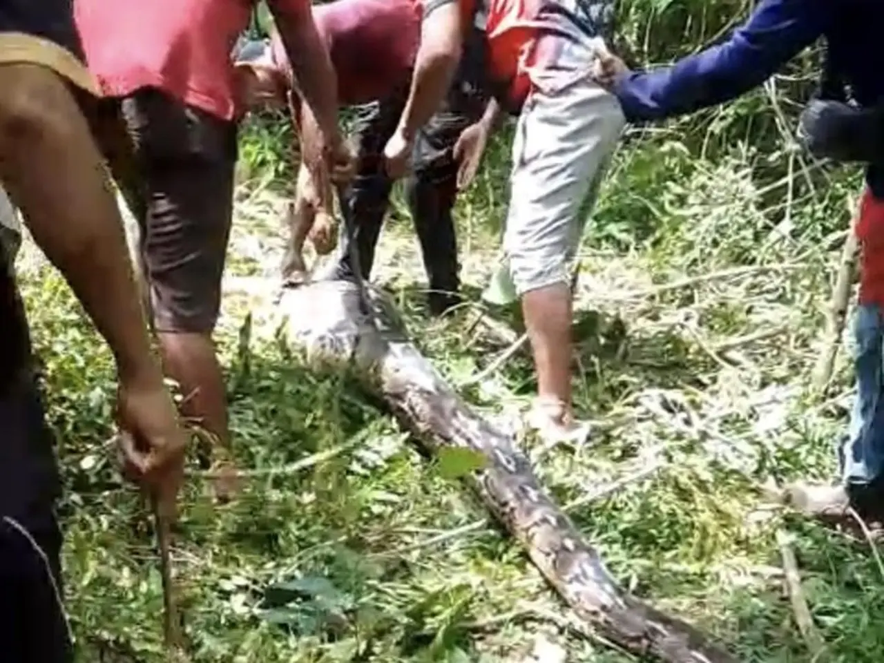 Ular Piton 7 Meter Ditebas Warga Buton Setelah Melahap Empat Ekor Kambing Ular Piton 7 Meter Ditebas Warga Buton Setelah Melahap Empat Ekor Kambing