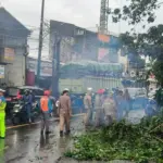 Pohon Tumbang Akibat Hujan dan Angin Kencang Timpa Mobil di Ciputat Tangsel
