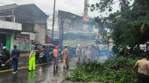 Pohon Tumbang Akibat Hujan dan Angin Kencang Timpa Mobil di Ciputat Tangsel