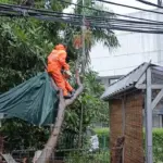 Enam Pohon Tumbang di Jakarta Akibat Hujan Deras dan Angin Kencang
