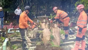 Dua Pohon Tumbang di Bogor Timpa Makam dan Tutup Akses Jalan Malabar