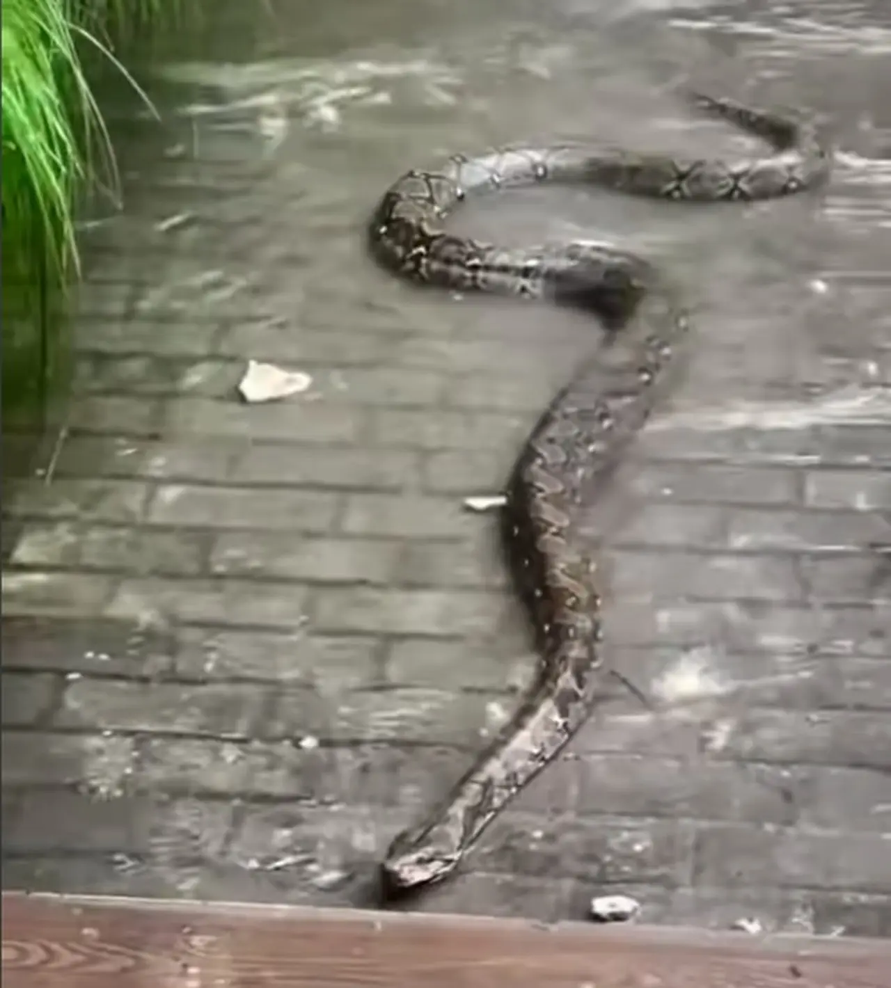 Ular Sanca 3 Meter Muncul di Tengah Banjir Sunter, Nyaris Masuk Ruko Warga Ular Sanca 3 Meter Muncul di Tengah Banjir Sunter, Nyaris Masuk Ruko Warga