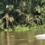 Kehebohan Hewan Putih Mirip Lumba-lumba di Perairan Asahan, Warga Rekam Momen Langka