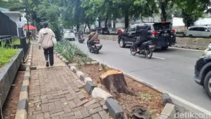Oknum ASN Diduga Tebang Pohon di Kebayoran Lama, Sisa Batang Tak Ditemukan