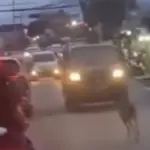 Rusa Liar Gegerkan Jalan Raya Kota Bogor, Evakuasi Petugas Damkar Gagal