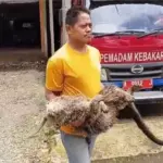 Binturong Langka Ditemukan Mati di Pandeglang dengan Luka Tembak Misterius