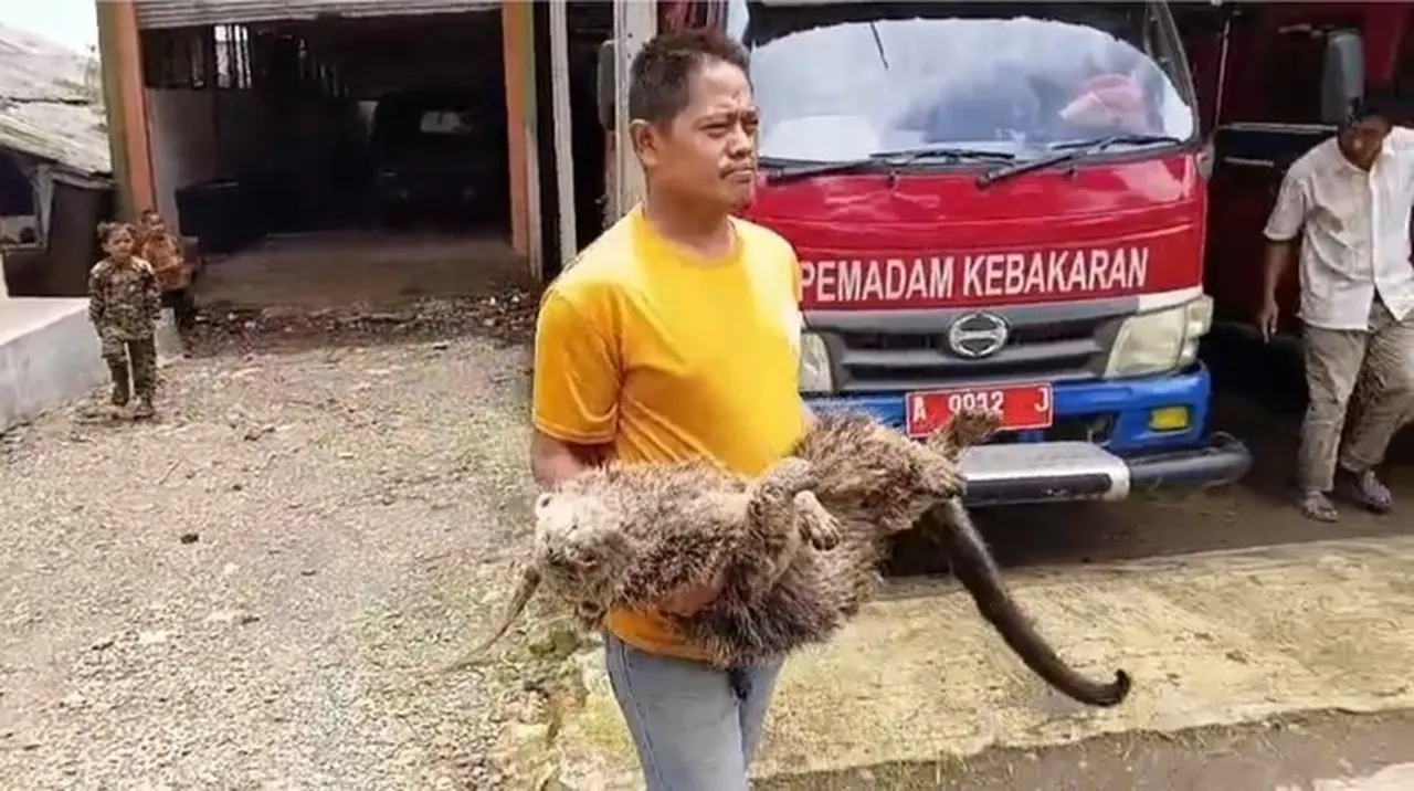 Binturong Langka Ditemukan Mati di Pandeglang dengan Luka Tembak Misterius Binturong Langka Ditemukan Mati di Pandeglang dengan Luka Tembak Misterius