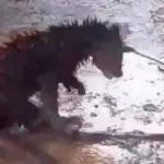 Binturong Mati di Pandeglang Akibat Dikira Hewan Jadi-jadian, Bukan Diburu