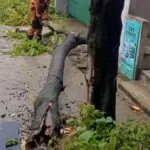 Pohon Kayumanis Tumbang di Bogor Akibat Hujan dan Angin Kencang, BPBD Pastikan Nihil Korban