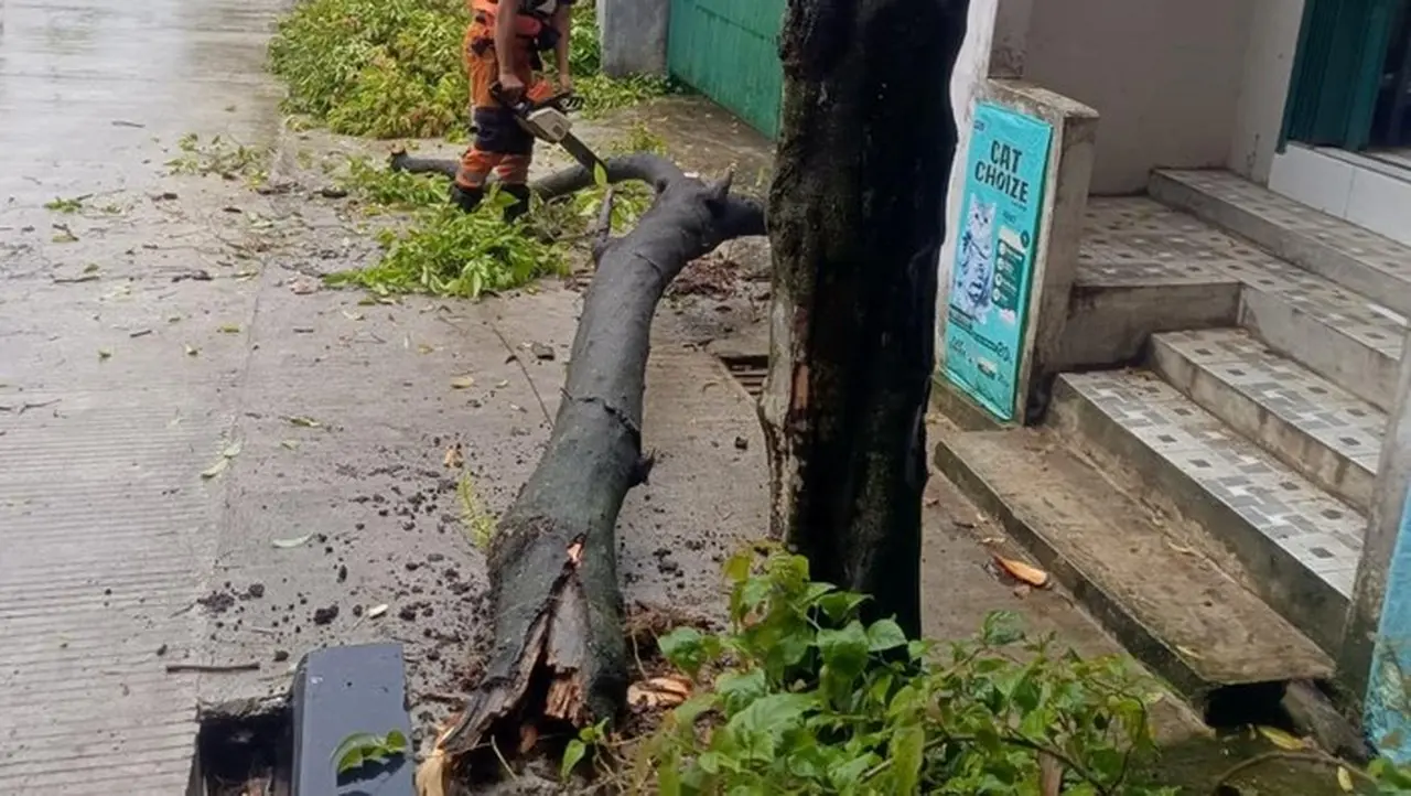Pohon Kayumanis Tumbang di Bogor Akibat Hujan dan Angin Kencang, BPBD Pastikan Nihil Korban Pohon Kayumanis Tumbang di Bogor Akibat Hujan dan Angin Kencang, BPBD Pastikan Nihil Korban