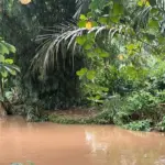 Buaya ‘Lisa’ 1,5 Meter Muncul di Belakang SMAN 5 Depok, Warga Khawatir