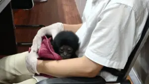 Polisi Pekanbaru Ungkap Perdagangan Owa Siamang, Hewan Dilindungi Dijual Rp 10 Juta