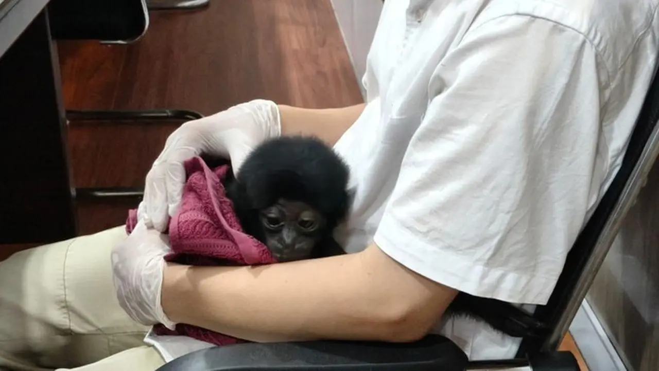 Polisi Pekanbaru Ungkap Perdagangan Owa Siamang, Hewan Dilindungi Dijual Rp 10 Juta