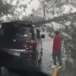 Pohon Tumbang Akibat Hujan Deras Tutup Akses Jalan Raya Puncak Bogor