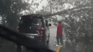 Pohon Tumbang Akibat Hujan Deras Tutup Akses Jalan Raya Puncak Bogor