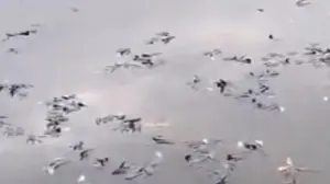 Ikan Mati Massal di Situ Citongtut Bogor, Pemkab Bogor Turun Tangan Selidiki Penyebab