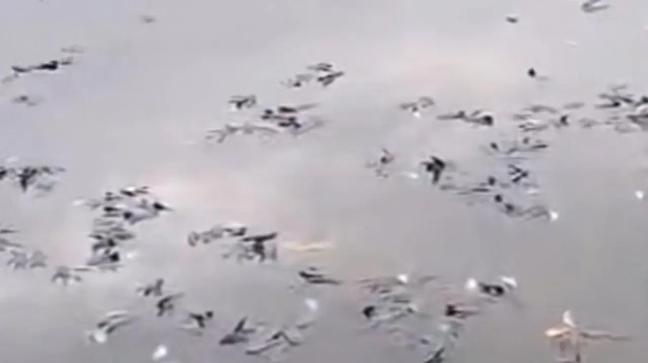 Ikan Mati Massal di Situ Citongtut Bogor, Pemkab Bogor Turun Tangan Selidiki Penyebab Ikan Mati Massal di Situ Citongtut Bogor, Pemkab Bogor Turun Tangan Selidiki Penyebab