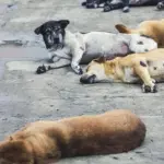 Mobil Tanpa Pengemudi Berisi 7 Bangkai Anjing Ditemukan di Minahasa, Diduga Hasil Curian