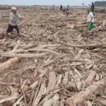 Banjir Bandang Guci, Gelondongan Kayu dan Bangkai Ikan Penuhi Pantai Larangan Tegal