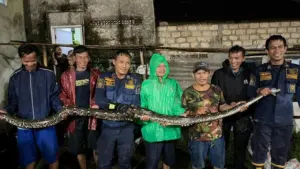 Dua Tahun Bersarang, Ular Sanca 5 Meter Dievakuasi dari Celah Tembok Rumah Warga Bogor