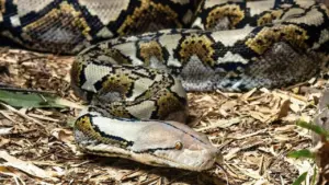 Pria di Sigi Tewas Ditelan Ular Piton 5 Meter Saat Beristirahat di Kebun