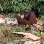 Sam, Orang Utan 20 Tahun, Ditemukan Mencari Makan di Tumpukan Sampah Kutai Timur
