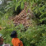 Tanah Bergerak di Sukamakmur Bogor: 60 Keluarga Terdampak, Pemkab Kaji Relokasi
