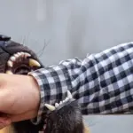 Bocah 8 Tahun di Cianjur Diserang Sekawanan Anjing Liar, Alami Luka Serius Bocah 8 Tahun di Cianjur Diserang Sekawanan Anjing Liar, Alami Luka Serius