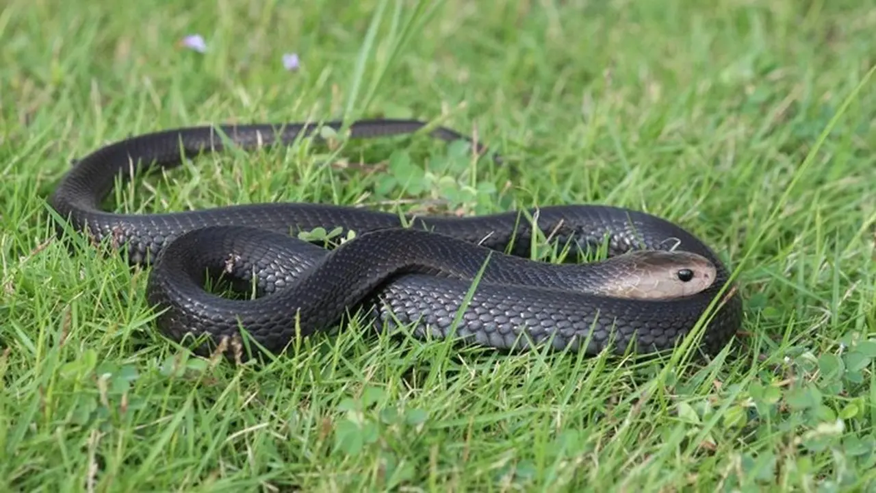 Remaja Sukoharjo Digigit Ular Kobra Saat Membuka Paket Belanja Online Remaja Sukoharjo Digigit Ular Kobra Saat Membuka Paket Belanja Online