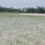 Banjir Landa Pandeglang, 970 Hektare Sawah Terancam Gagal Panen Akibat Cuaca Ekstrem
