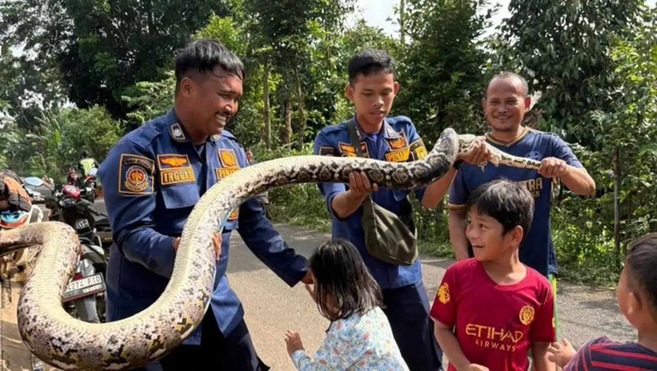 Ular Sanca Tiga Meter Gegerkan Saluran Limbah RPA Cileungsi, Damkar Turun Tangan Ular Sanca Tiga Meter Gegerkan Saluran Limbah RPA Cileungsi, Damkar Turun Tangan