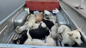 Maroko Dituding Akan Bantai Jutaan Anjing Demi Piala Dunia 2030, FIFA Belum Berkomentar