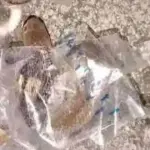 Ular Kobra Diduga Terjebak Selotip Paket, Remaja Sukoharjo Jadi Korban Gigitan