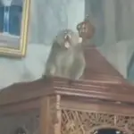 Monyet Liar Masuk Masjid Cakung, Petugas Damkar Berhasil Evakuasi Monyet Liar Masuk Masjid Cakung, Petugas Damkar Berhasil Evakuasi