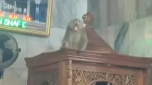Monyet Liar Masuk Masjid Cakung, Petugas Damkar Berhasil Evakuasi
